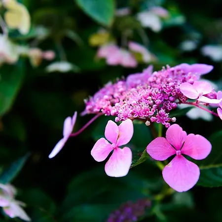 Hotell L'aurore Du 3*